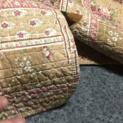オリーブは元気です。の記事動画