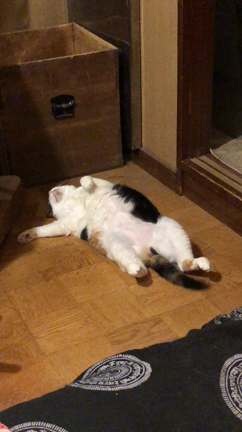 尻尾の記事動画