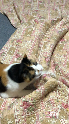 こんな時期ですが、オリーブと遊んでます。の記事動画
