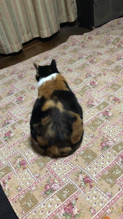 お久しぶりです。の記事動画