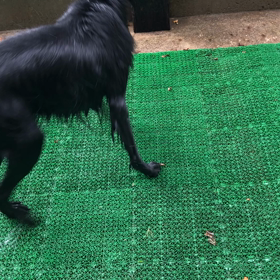 2019/09/29 週末は犬の森ポムへの画像