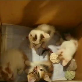 おもちゃで遊ぶ子猫ちゃんの画像
