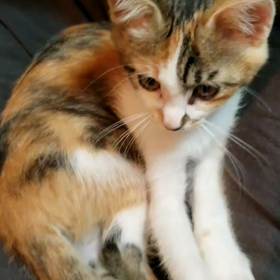 しっぽで遊ぶ子猫の画像