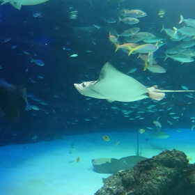 サンシャイン水族館の画像