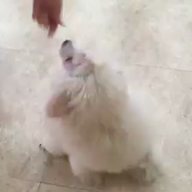 パピースクール卒業♪の画像