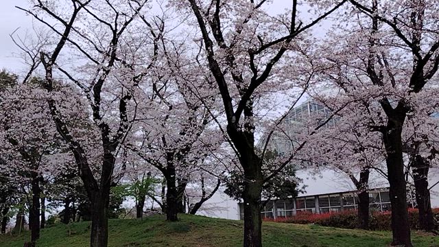 春散歩の記事動画