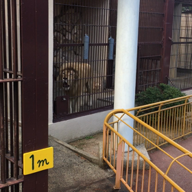 人間も動物から   動物園に行って動物の本能みてきたの画像