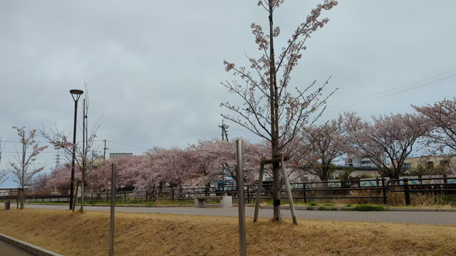 桜の記事動画