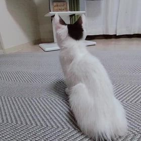 テレビ鑑賞の画像