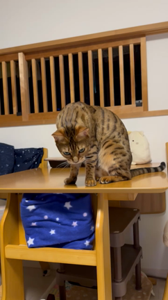 ひっそりと…の記事動画