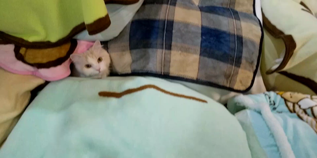 憧れるの記事動画