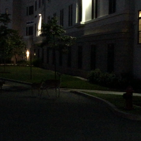夜の散歩中に鹿の親子と遭遇の画像