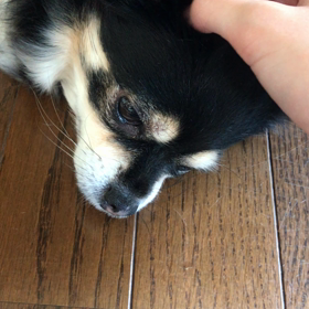 ひーちゃん日記？というより自 分のこと。の画像