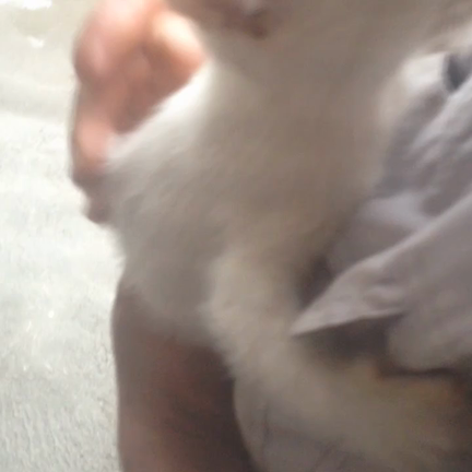 kittenの記事動画