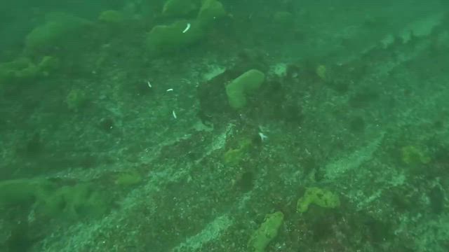 シマアジ狙いでいざ出船の記事動画