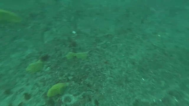 シマアジ狙いでいざ出船の記事動画