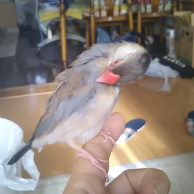 明けましておめでとうございますの画像