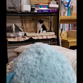 狙われるもこもこソックスの画像