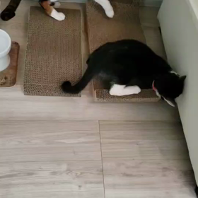 ぽーみゅー保護猫保育園里親さん便り　ルカ君元気で先住猫ちゃんと仲良くなってきましたの画像