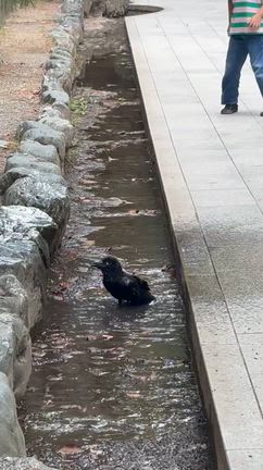 【熱田神宮】特別な思い出のある鳥居の記事動画