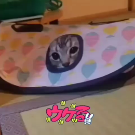 ♪我が家のNEWfamilyの画像