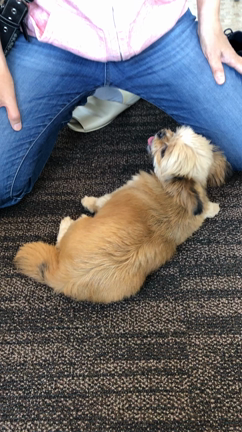 犬のふくちやんに癒されてますの記事動画