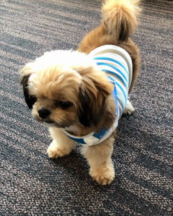 【癒し】犬のふくちゃんに癒されますの記事動画
