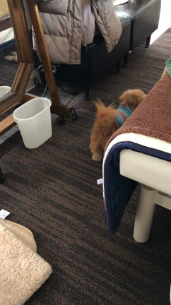 シロダーラ中またまた犬のふくちやんに癒されましたの記事動画