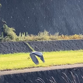 またまた久しぶりに川添にての画像
