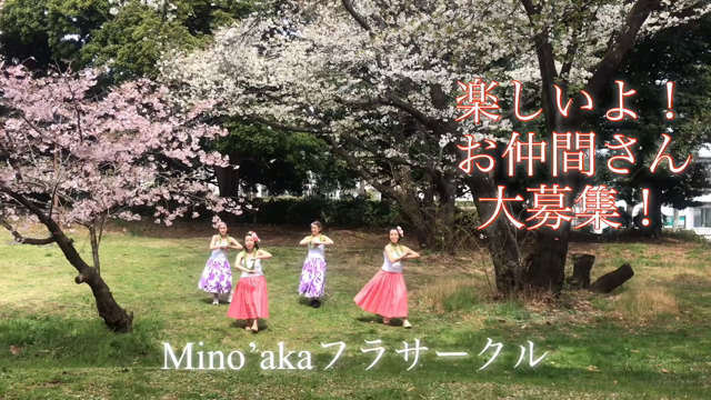 明日から！フラの祭典メリーモナークフェスティバル！の記事動画