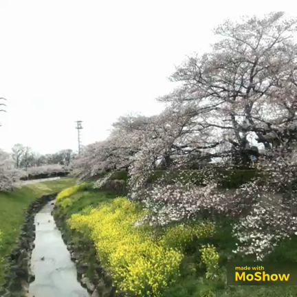 桜の想い出の記事動画