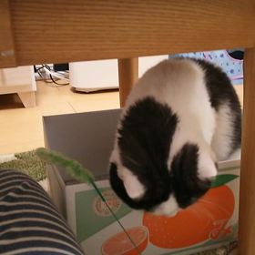 猫じゃらしの画像