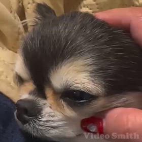 べるの鼻の画像