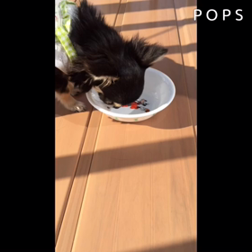 お姉ちゃんのご飯の画像