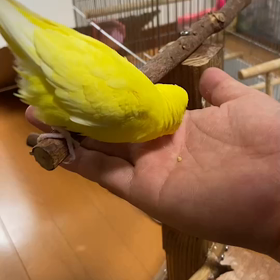 ペレット訓練中の画像