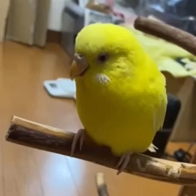 ペレットへの道は険しいの画像