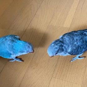 ちょっとちょっとの画像