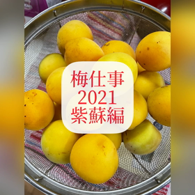 梅しごと　2021の画像