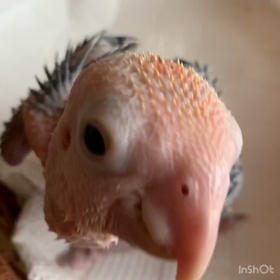 シロハラインコチョロの画像