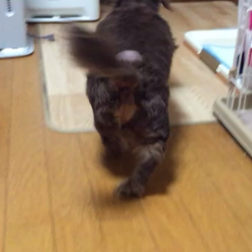 チョッパー闘病記 5の画像