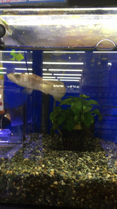 謎の魚の記事動画