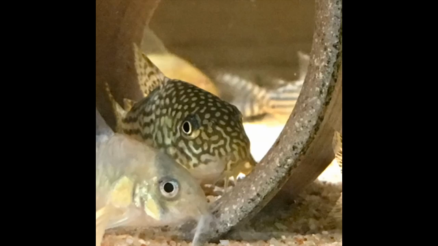 あけましておめでとうございます・動画付きの記事動画