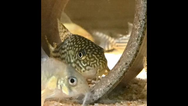あけましておめでとうございます・動画付きの記事動画
