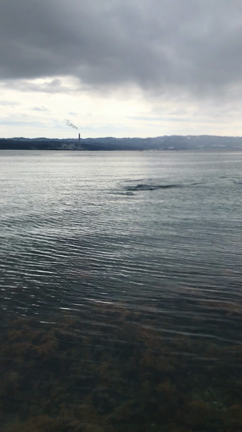 能登島の野生のイルカとクジラのチャネリングの記事動画