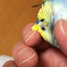 もじゃっと！文ちゃん！の画像