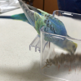 落ち着いて食べられません！ 〜ニュートラルバランス〜の画像