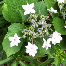 あじさいの時間の画像
