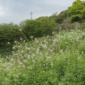 島うぐいすの画像