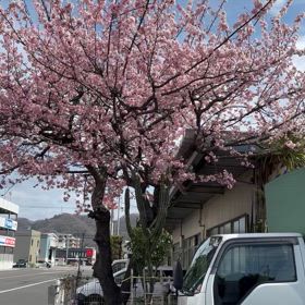 今日の桜の画像