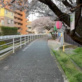 桜の画像